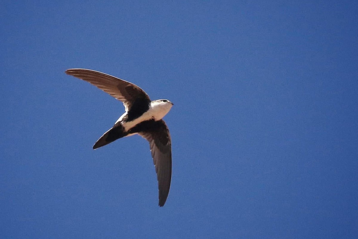 ムナジロアマツバメ - ML645588124