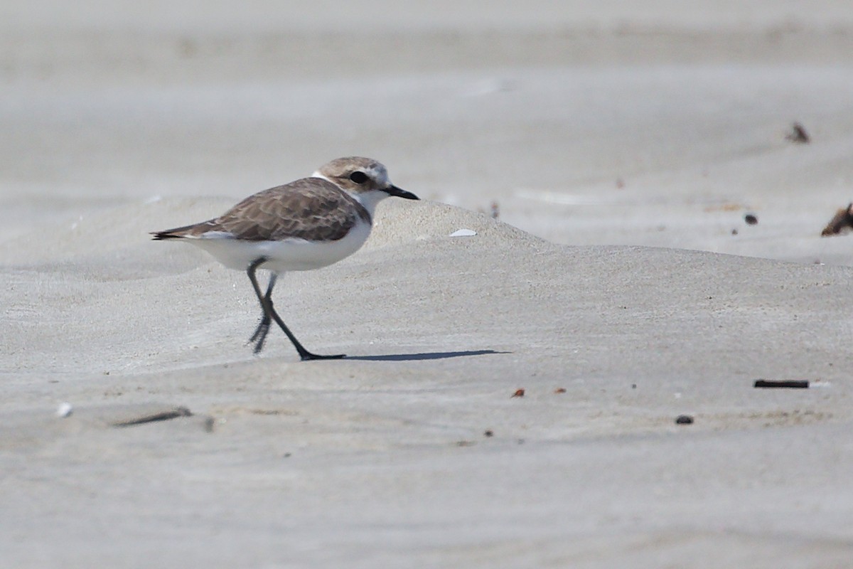 チベットメダイチドリ - ML645588125