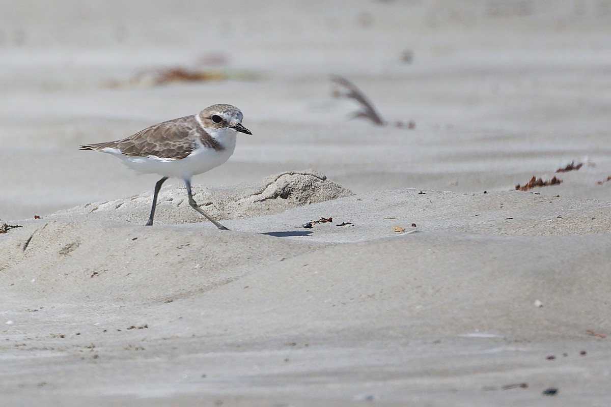 Tibetan Sand-Plover - ML645588126