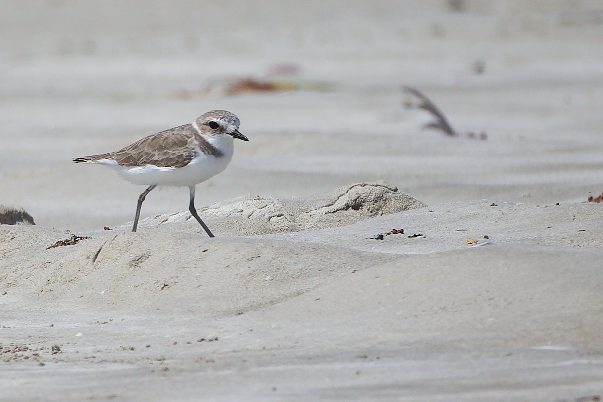 Tibetan Sand-Plover - ML645588127