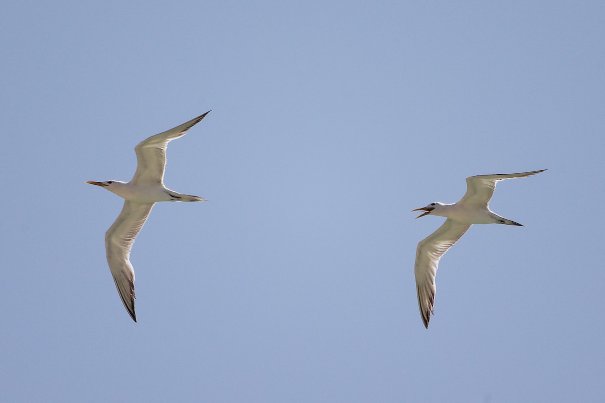 Great Crested Tern - ML645588128