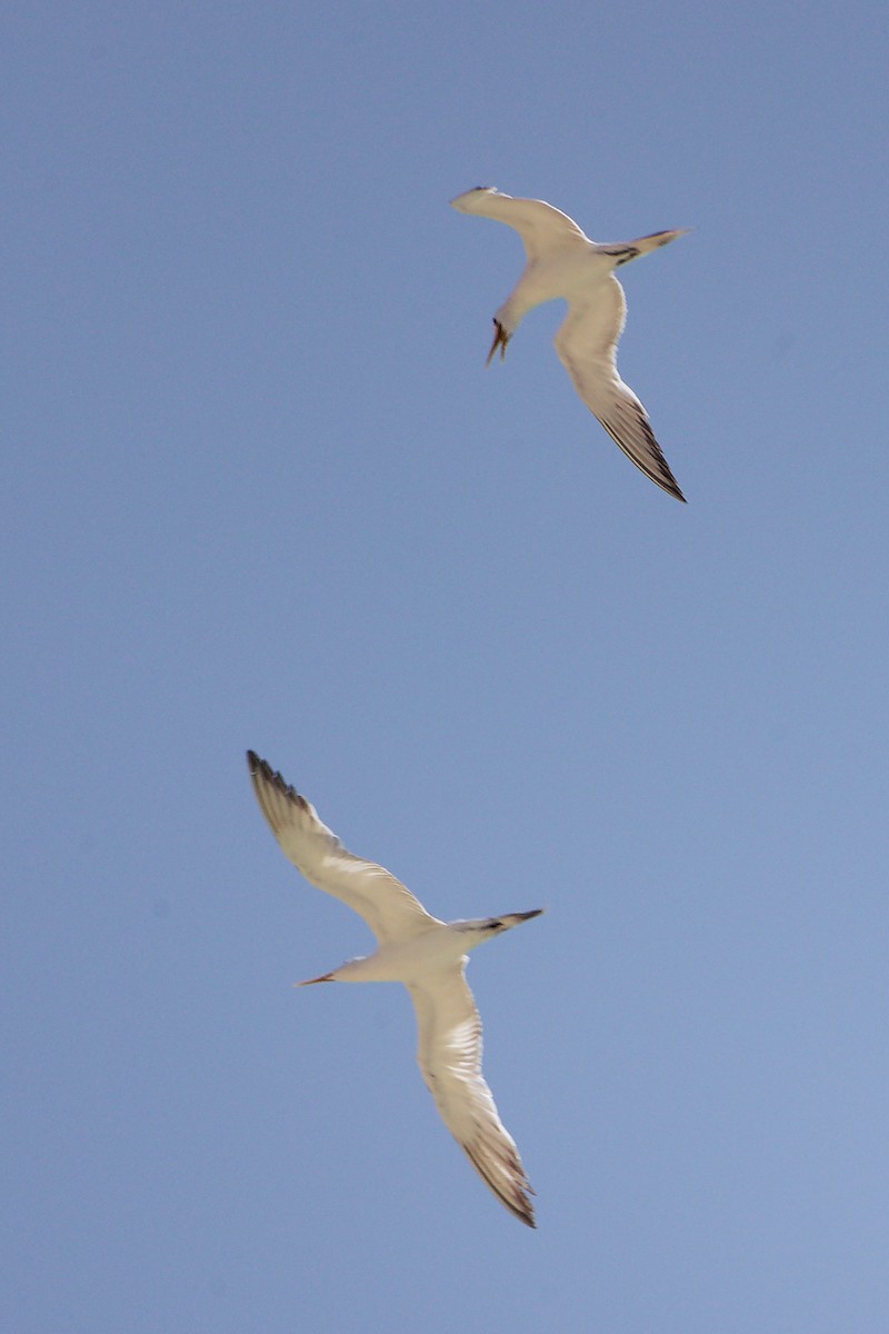 オオアジサシ - ML645588129