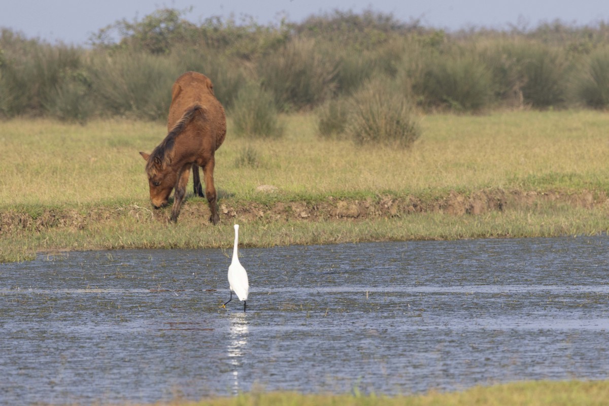 Little Egret - ML645588130