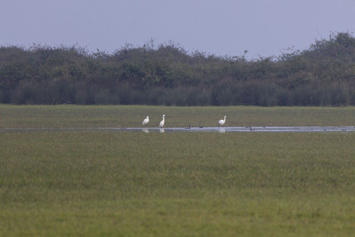 Little Egret - ML645588131