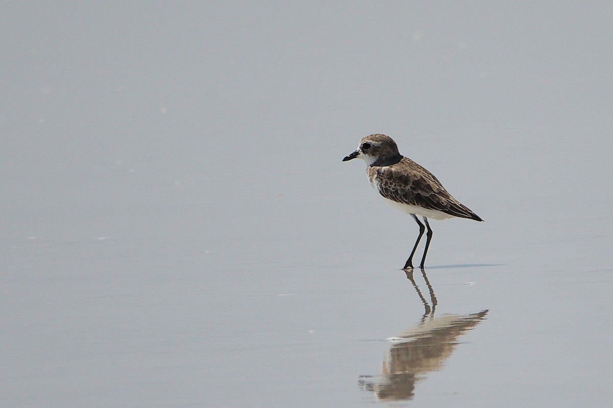 Tibetan Sand-Plover - ML645588133