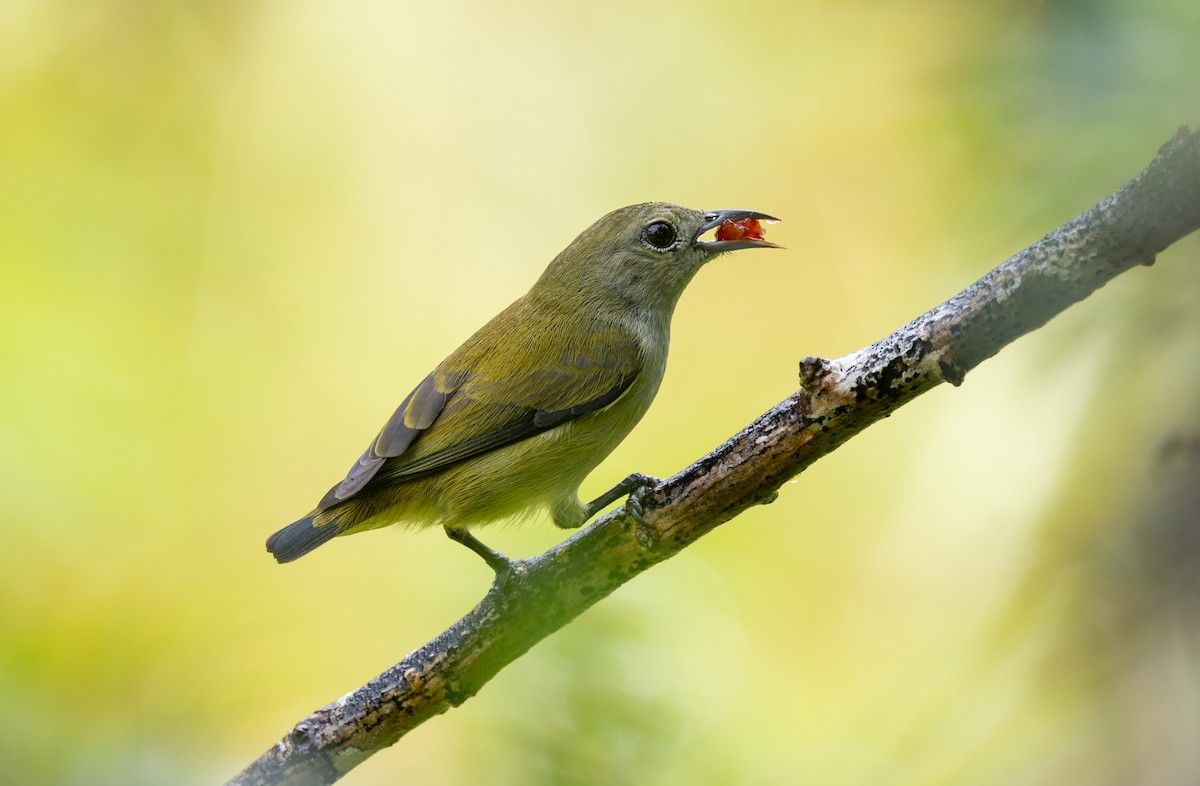 Andaman Flowerpecker - ML645588134