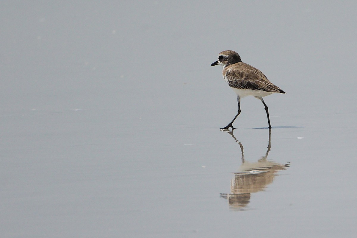 Tibetan Sand-Plover - ML645588135