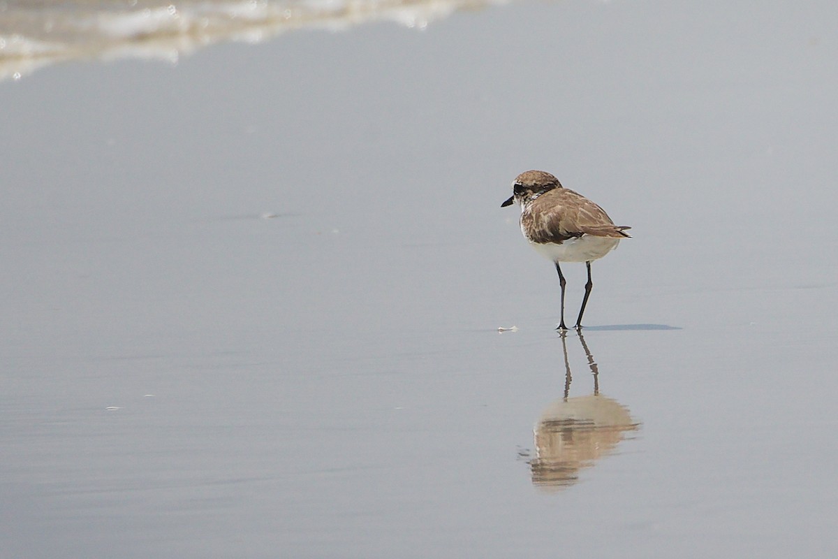Tibetan Sand-Plover - ML645588136