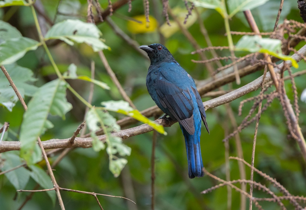 Asian Fairy-bluebird - ML645588137