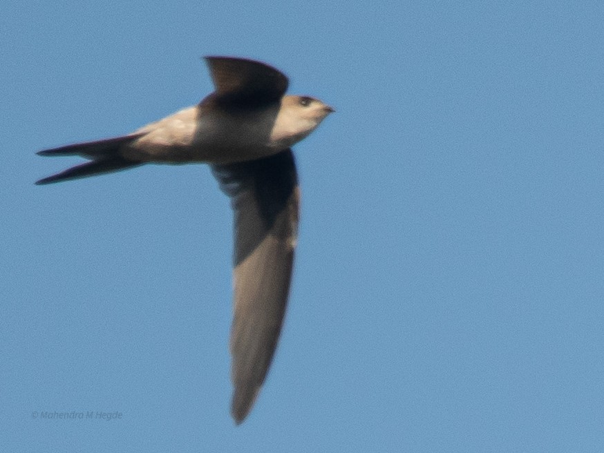 Asian Palm Swift - ML645588139