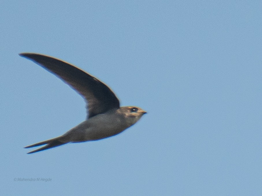 Asian Palm Swift - ML645588140