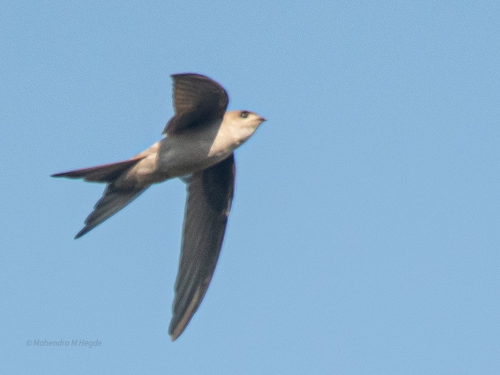 Asian Palm Swift - ML645588141