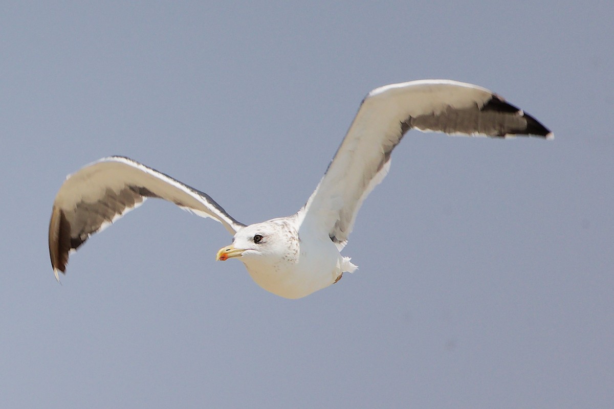 Lesser Black-backed Gull - ML645588142