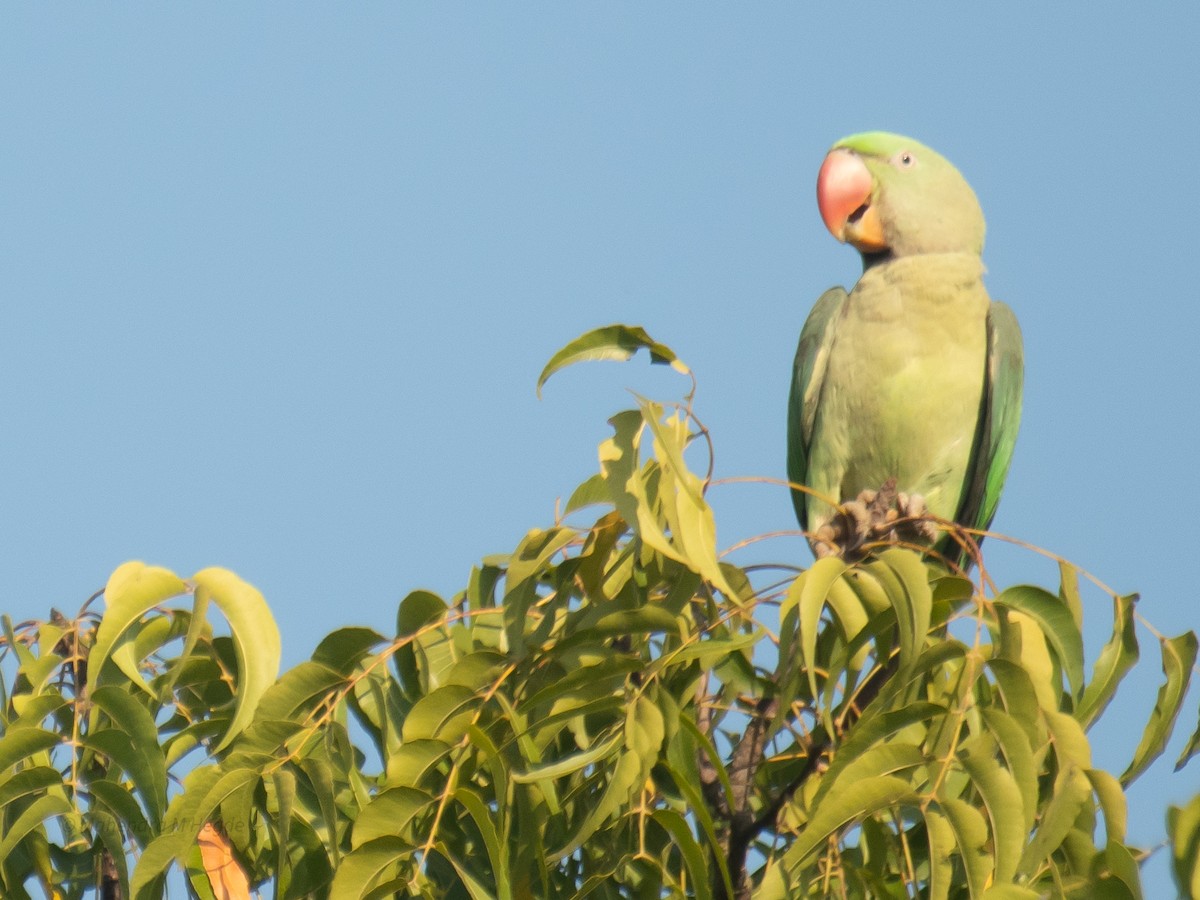 Alexandrine Parakeet - ML645588145