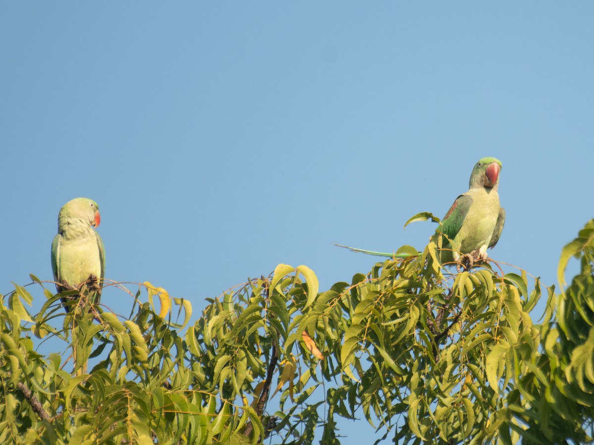 Alexandrine Parakeet - ML645588146