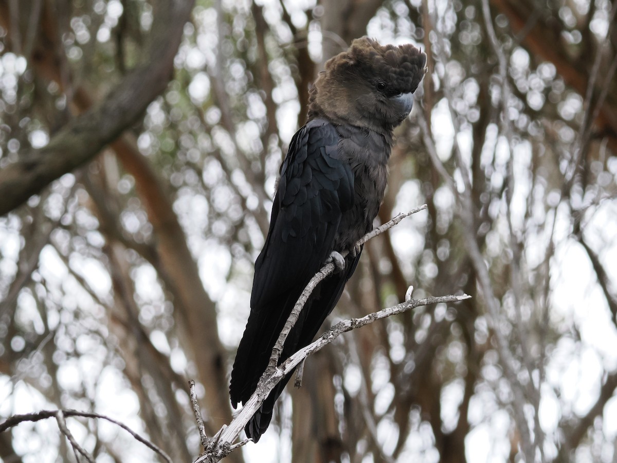 Braunkopf-Rabenkakadu - ML645588150
