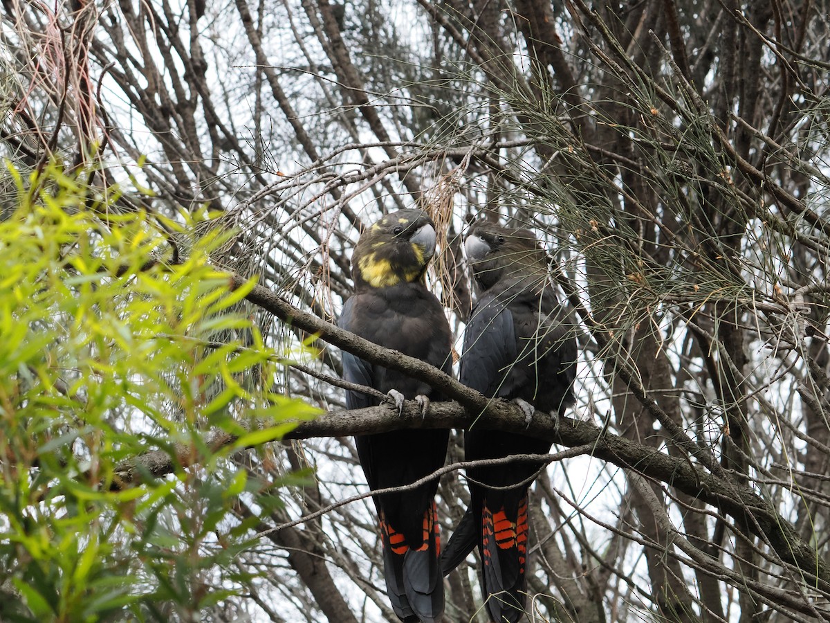 Braunkopf-Rabenkakadu - ML645588151
