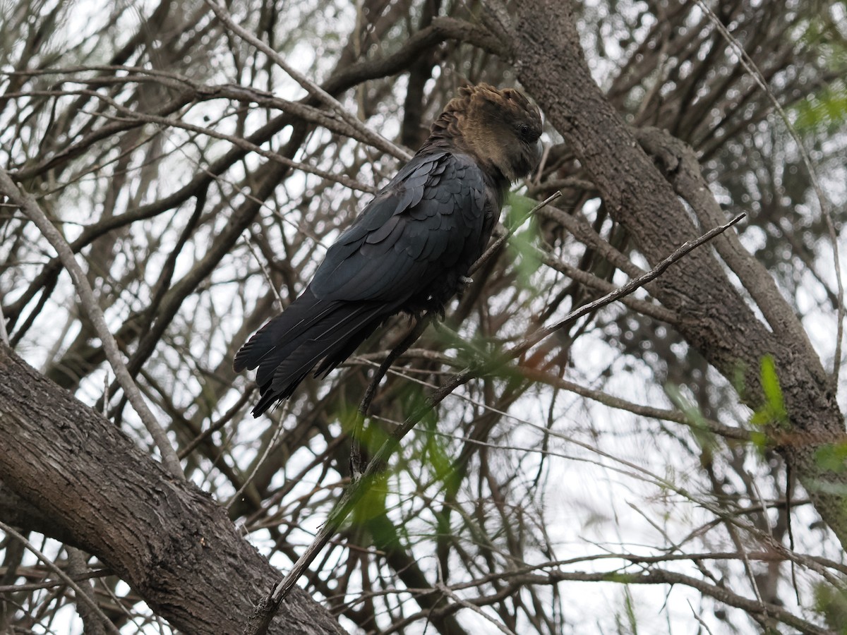 Braunkopf-Rabenkakadu - ML645588152