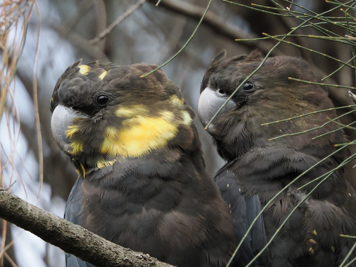 Braunkopf-Rabenkakadu - ML645588153