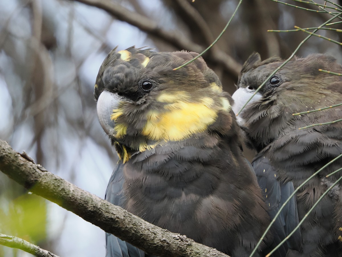 Braunkopf-Rabenkakadu - ML645588154