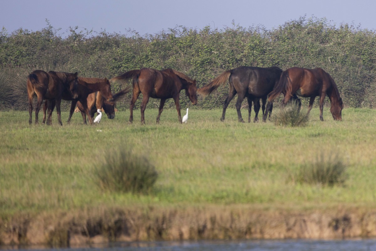 Western Cattle-Egret - ML645588155