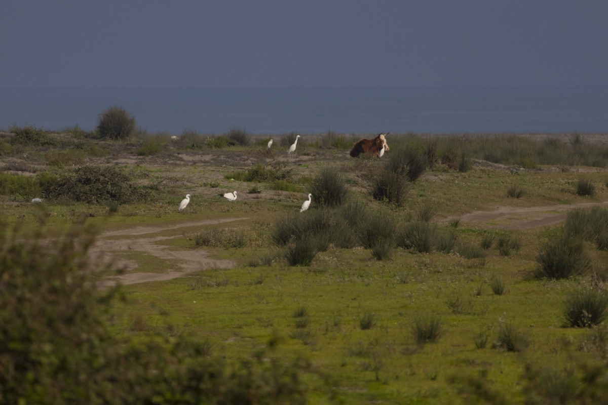 Western Cattle-Egret - ML645588156