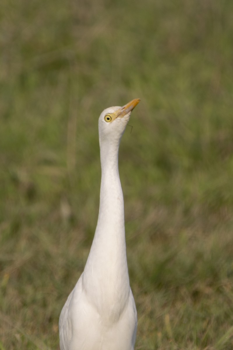 Western Cattle-Egret - ML645588157