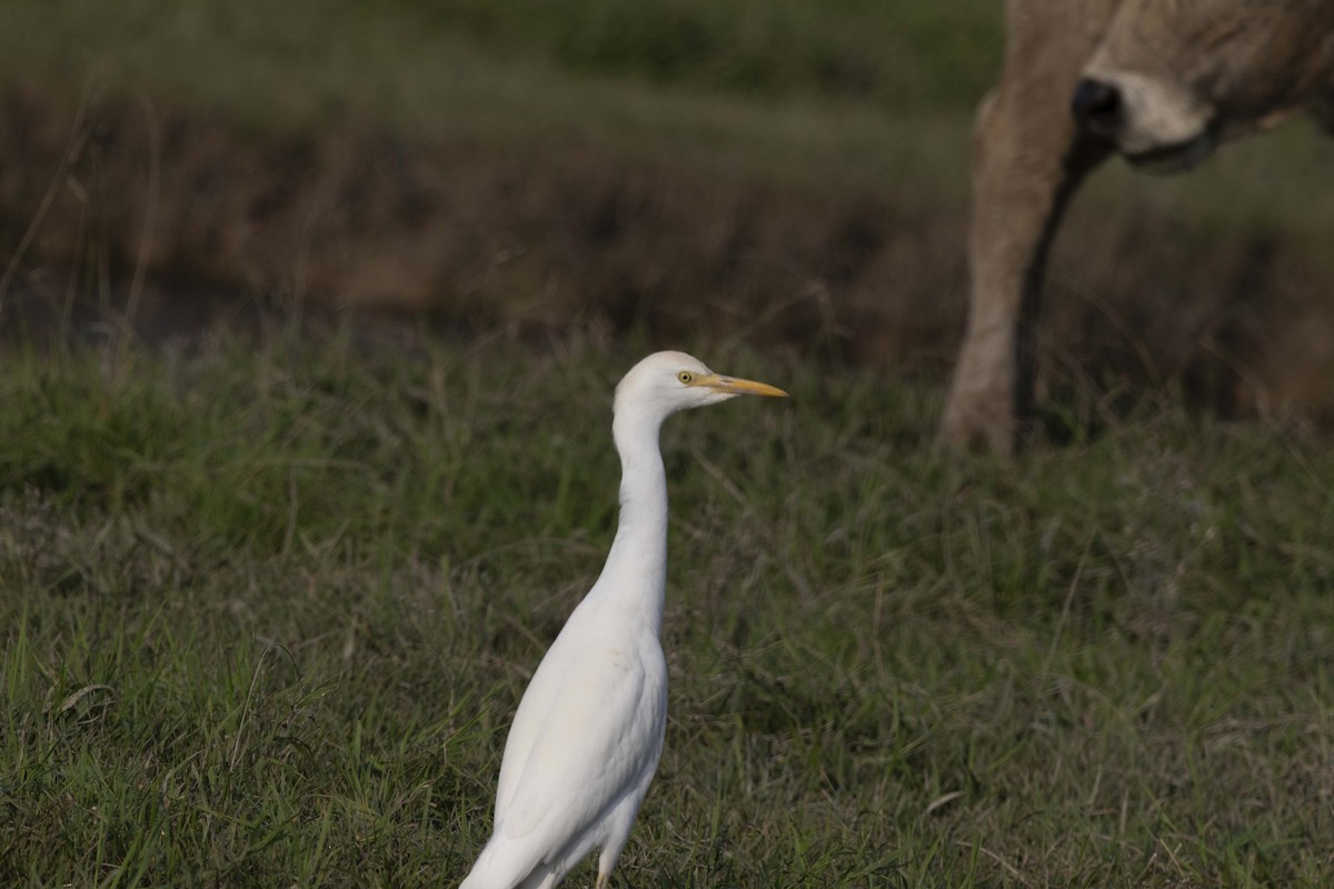 Western Cattle-Egret - ML645588158
