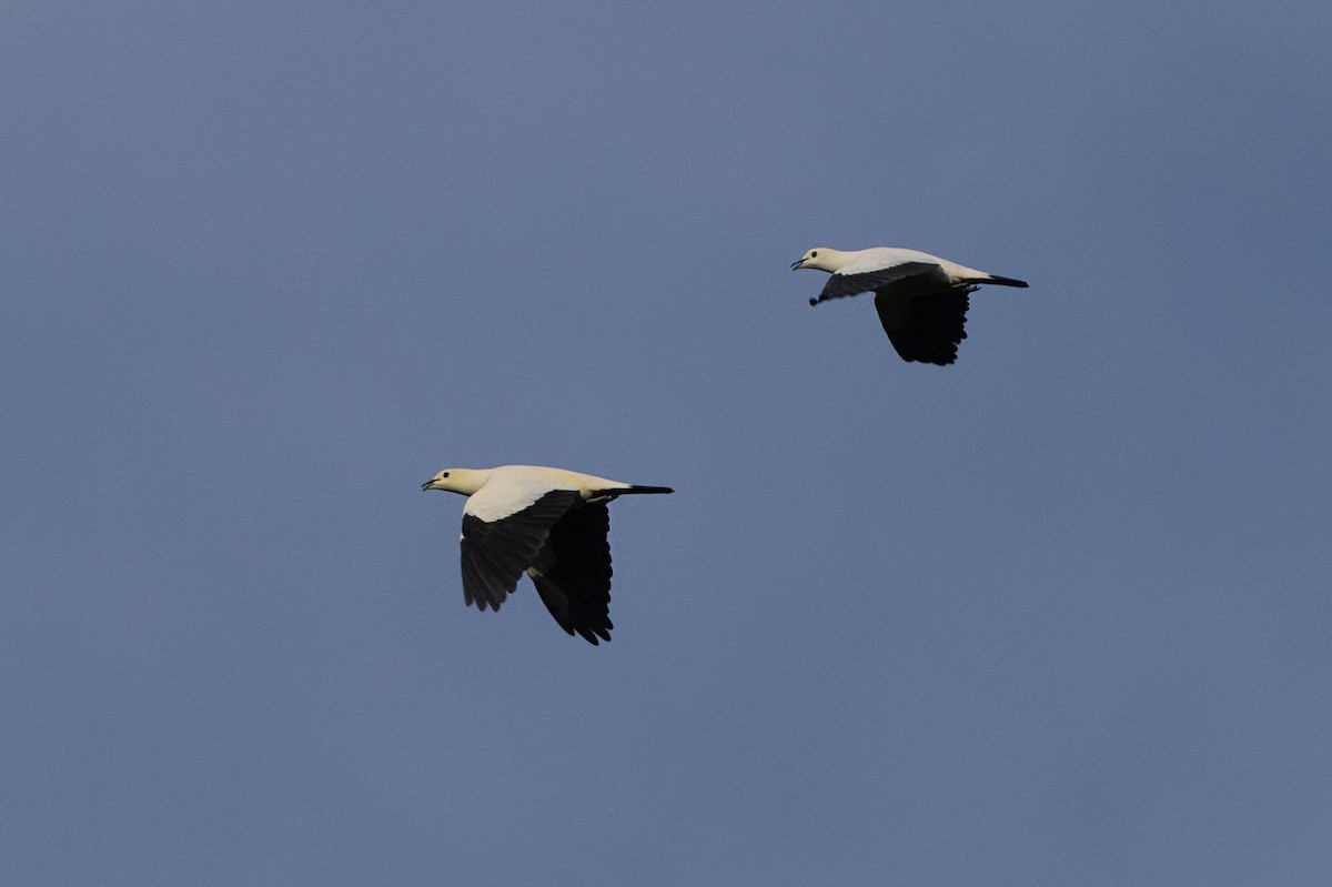 Pied Imperial-Pigeon - ML645588159