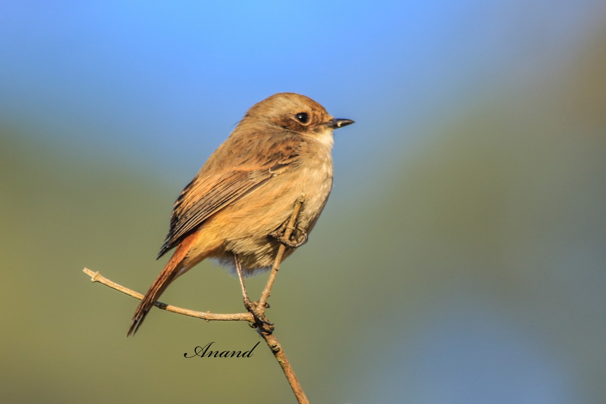 Gray Bushchat - ML645588160