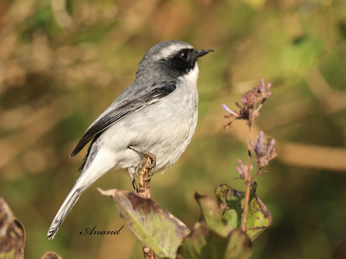 Gray Bushchat - ML645588161