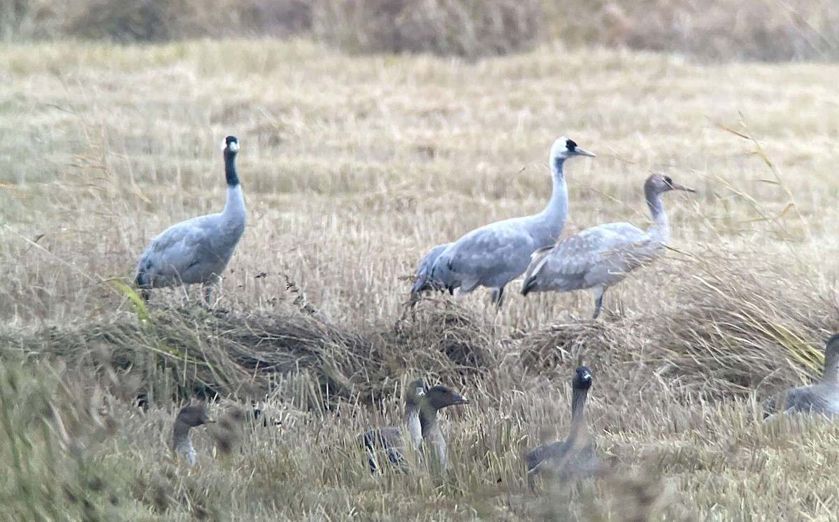Common x Hooded Crane (hybrid) - ML645588163