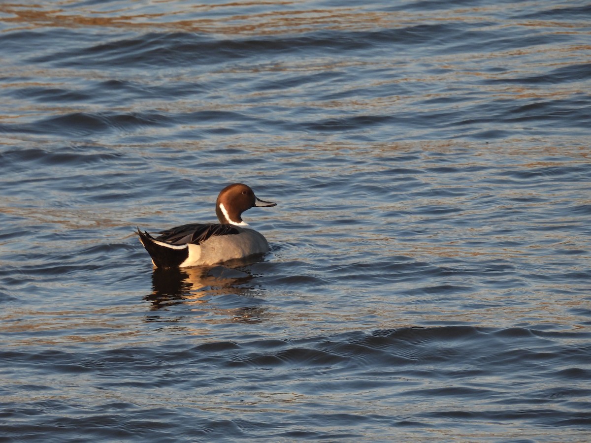 Spießente - ML645588164