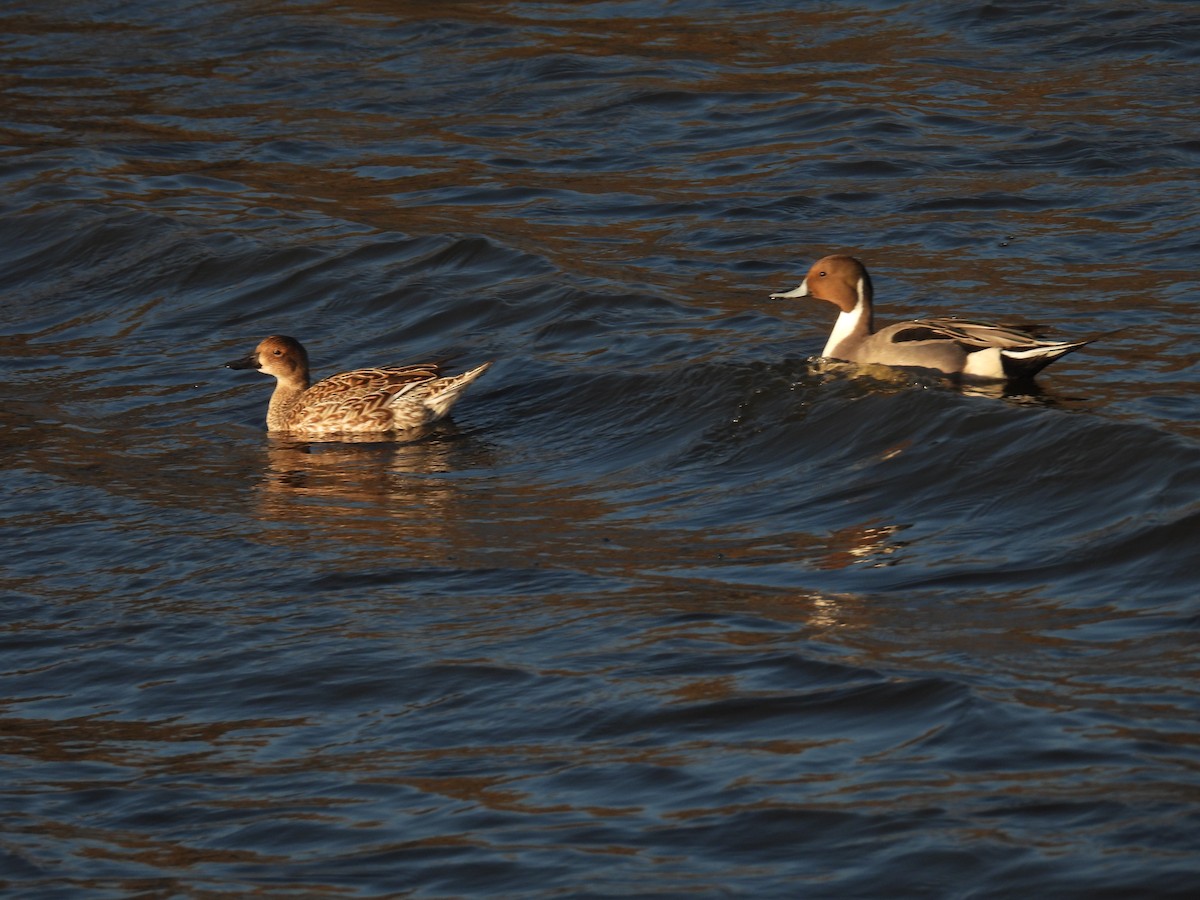 Spießente - ML645588165