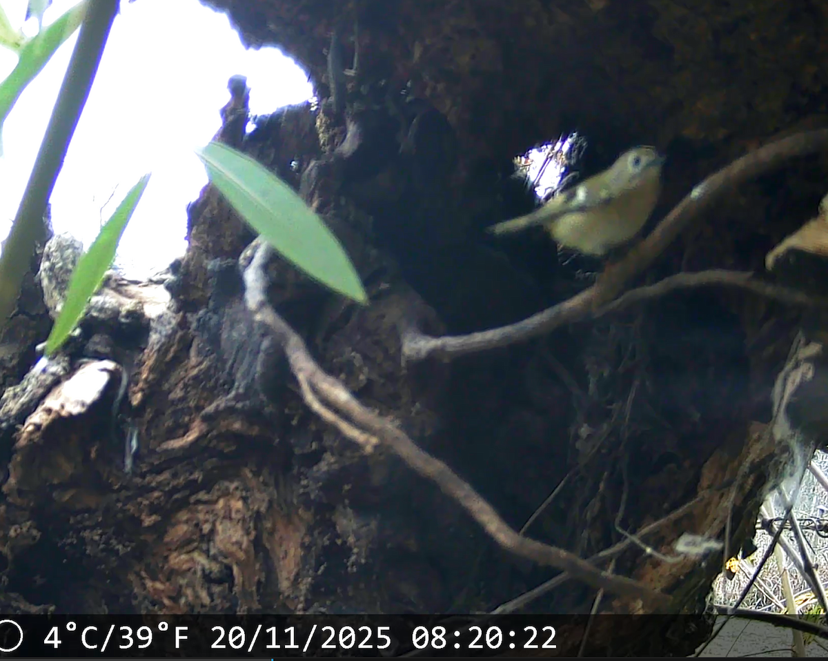 Wintergoldhähnchen - ML645588167