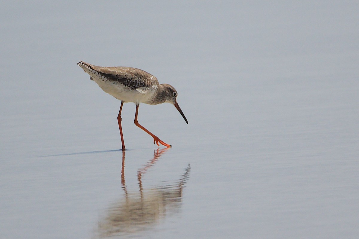 Rotschenkel - ML645588168