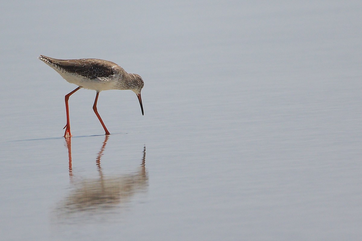 Rotschenkel - ML645588169