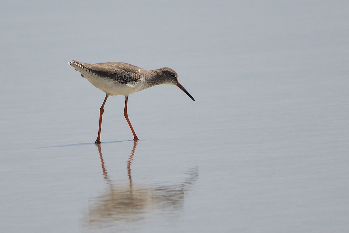 Rotschenkel - ML645588170