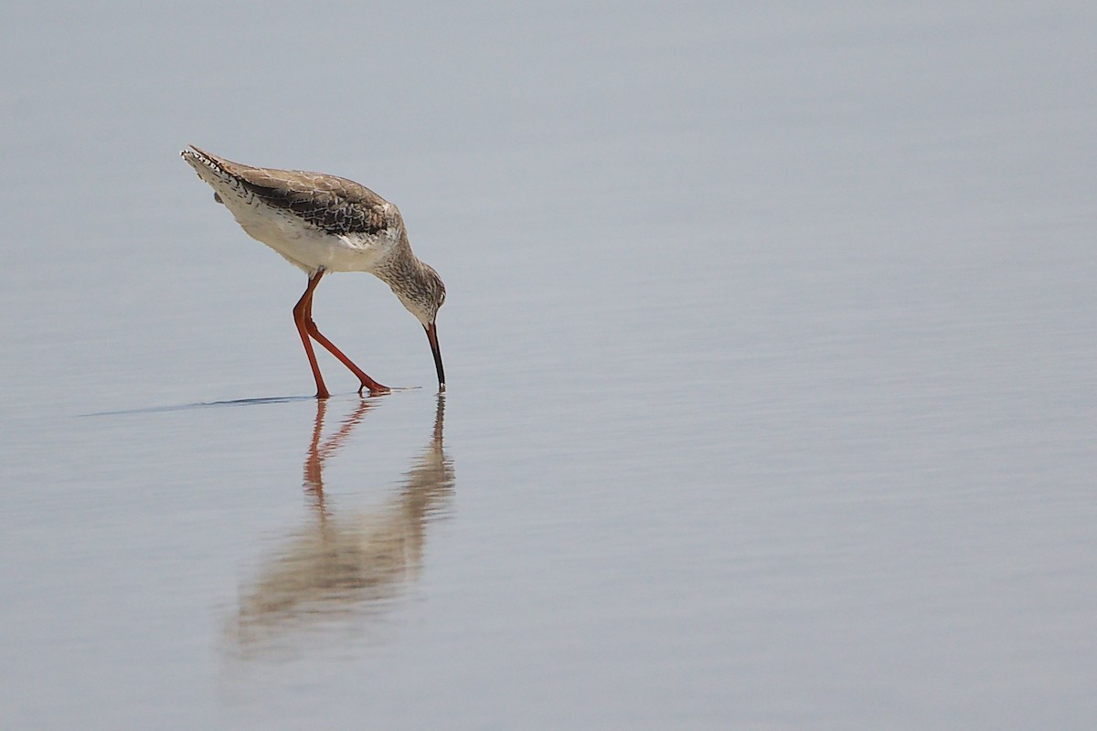 Rotschenkel - ML645588171