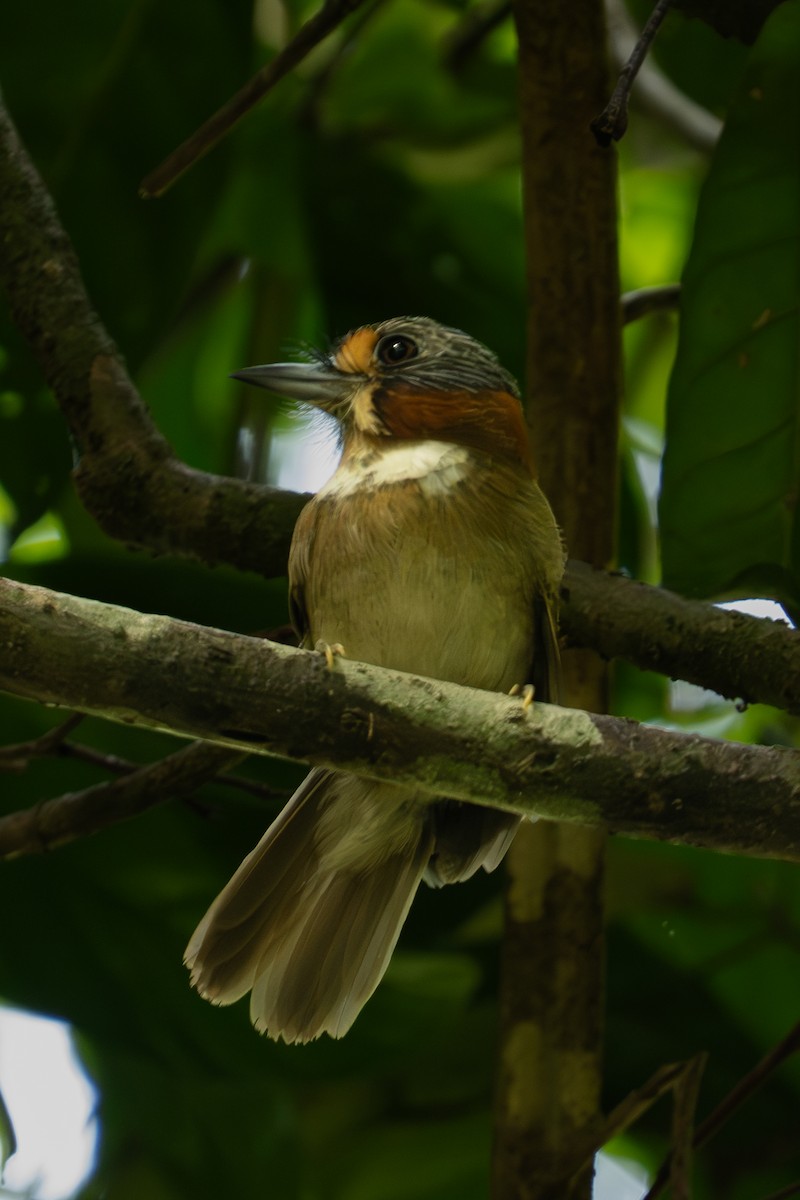 Kapuzenfaulvogel - ML645588172