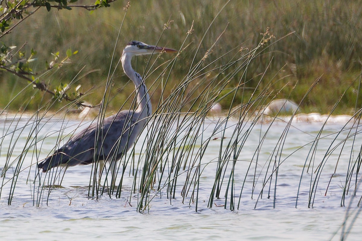 Graureiher - ML645588177