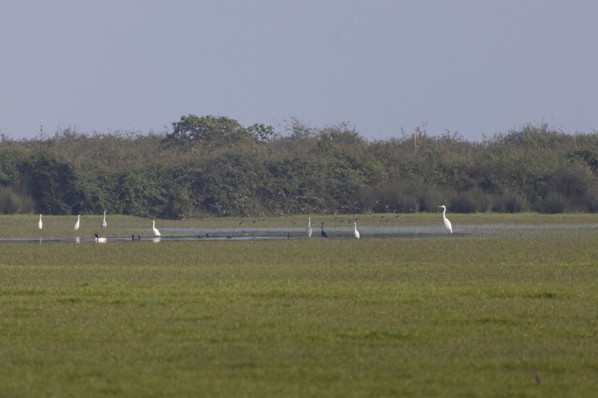 Silberreiher - ML645588178