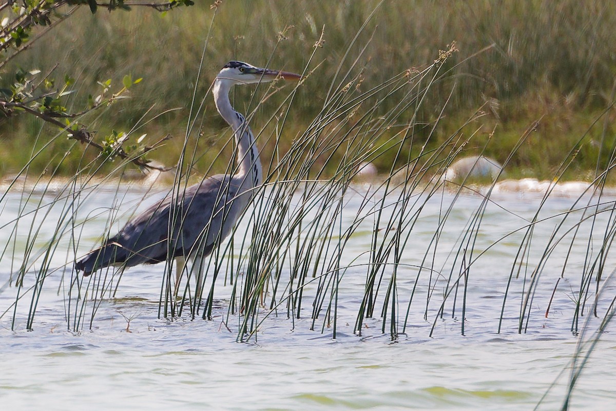 Graureiher - ML645588179