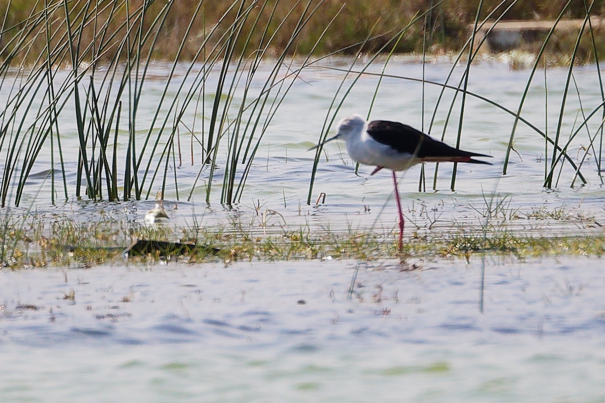 Stelzenläufer - ML645588180