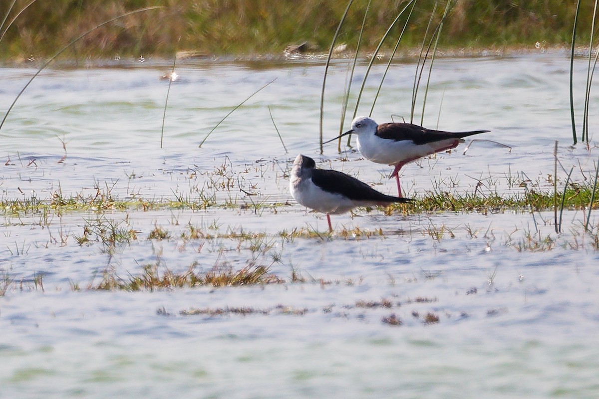 Stelzenläufer - ML645588182