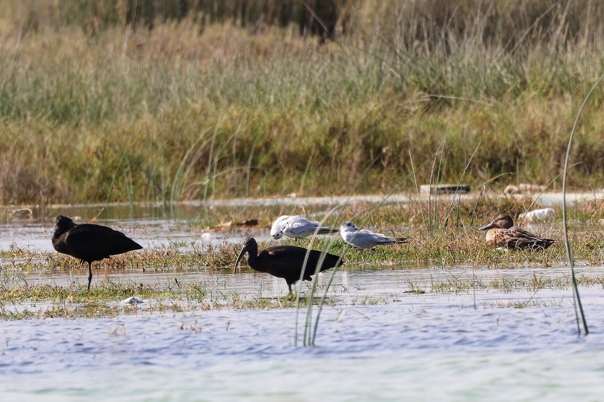 Sichler - ML645588183