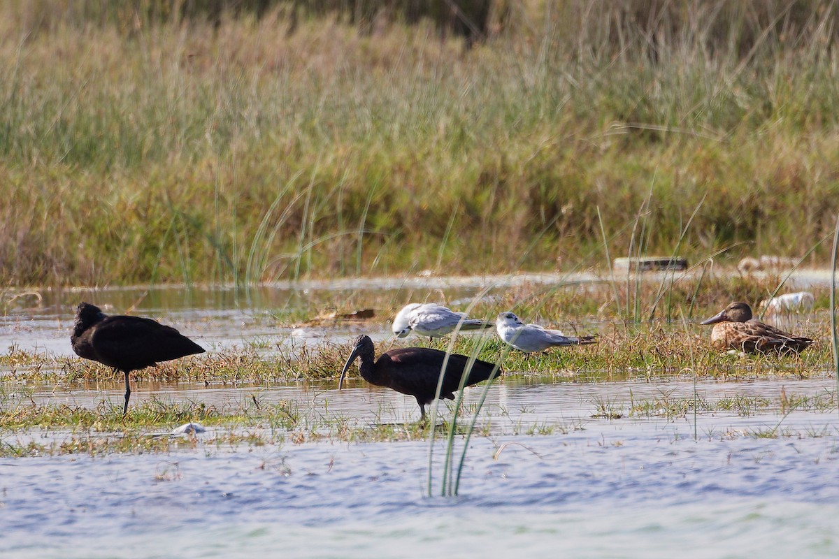 Sichler - ML645588184