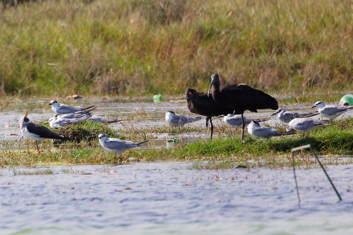 Sichler - ML645588185