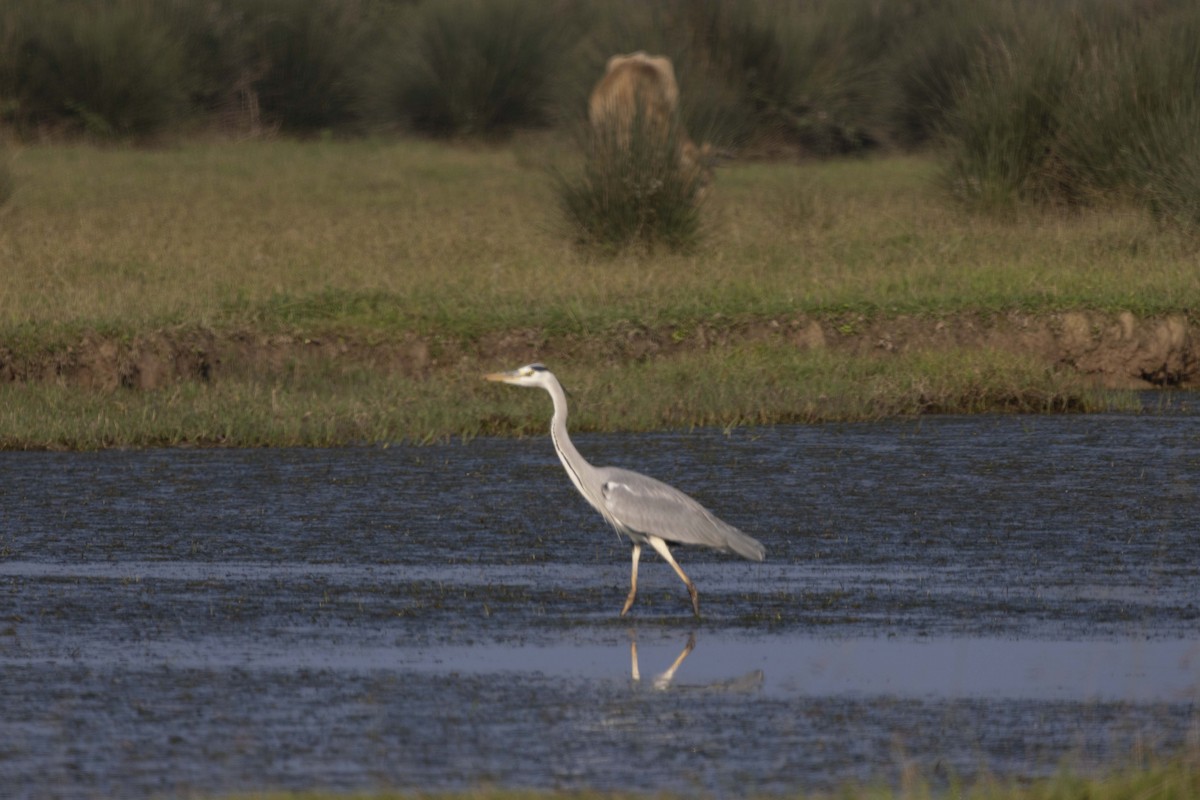 Graureiher - ML645588186