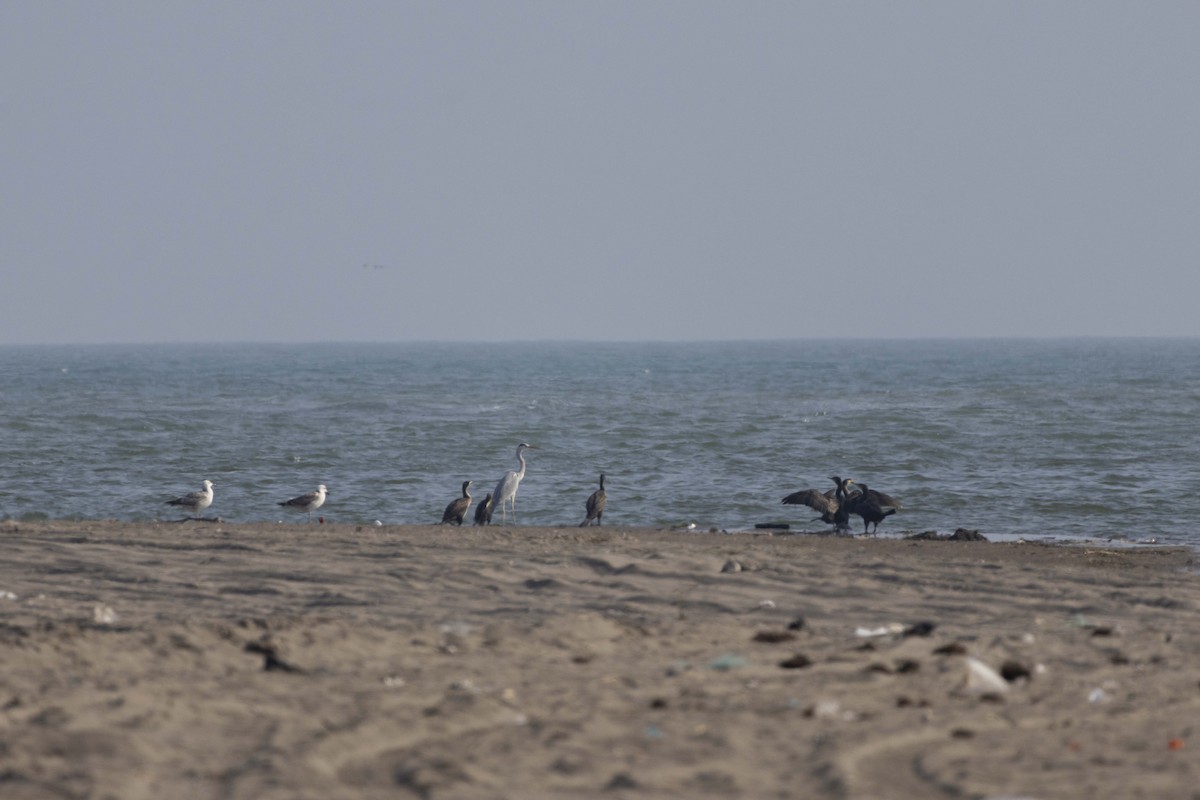 Graureiher - ML645588187